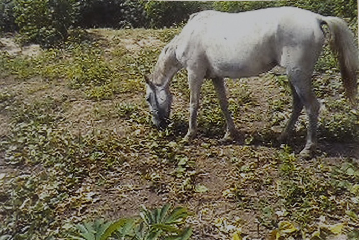 Cavalo do fazendeiro comendo o plantio